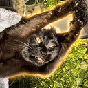 HODLCat