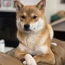 real kenji