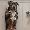 ScaredDog