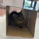 Boxcat