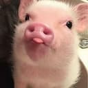 $PIGGY