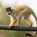 mmmonkey