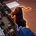 diiubull