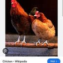 BIRDFLU