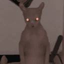 Bingus