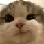 SMIRKCAT