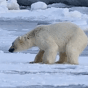 POLARBEAR