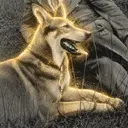 BLONDI