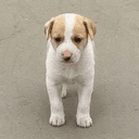 Snoopy