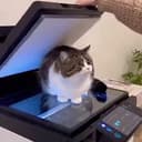COPYCAT
