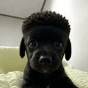NIGGY