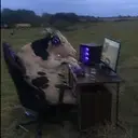 cow