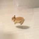 hop