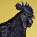 COCK
