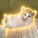 chillcat