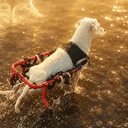 dogwifwheels