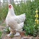 COCK