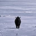 BULL
