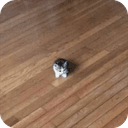 SMOL