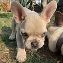 FRENCHIE