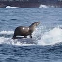 Seal