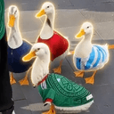Ducks