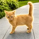 cat