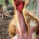 COCK GLOW