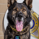 K9SOL
