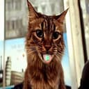 LECAT