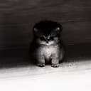 AURACAT