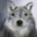WOLFCHUA