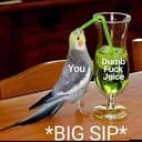 BigSip