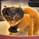 Bagcat