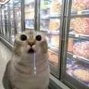 droolcat