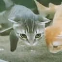 CATEFISH