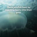 moon jelly