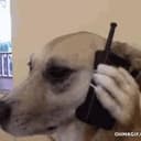calldog