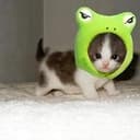 TOADCAT
