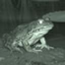 UniFrog