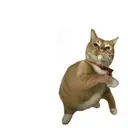 yeet