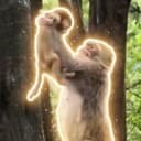 猴王