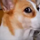 SUS