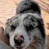 锄头
