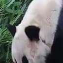 YAYA