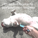 POTATO