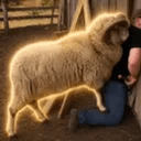 Ram