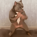 bully