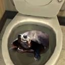 BOG