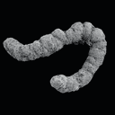 Coproloite